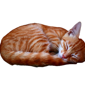 A Cute Ginger Cat Peacefully Sleeping In A Curled Position On An Outdoor Step. 16556 - Cat PNG image with transparent background